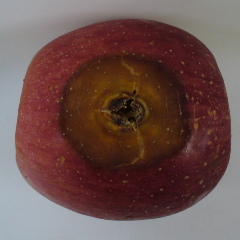 Fruto com lesão circular em anéis, marrom-amarelada com centro deprimido, causada por <i>Neofabraea</i> sp.
