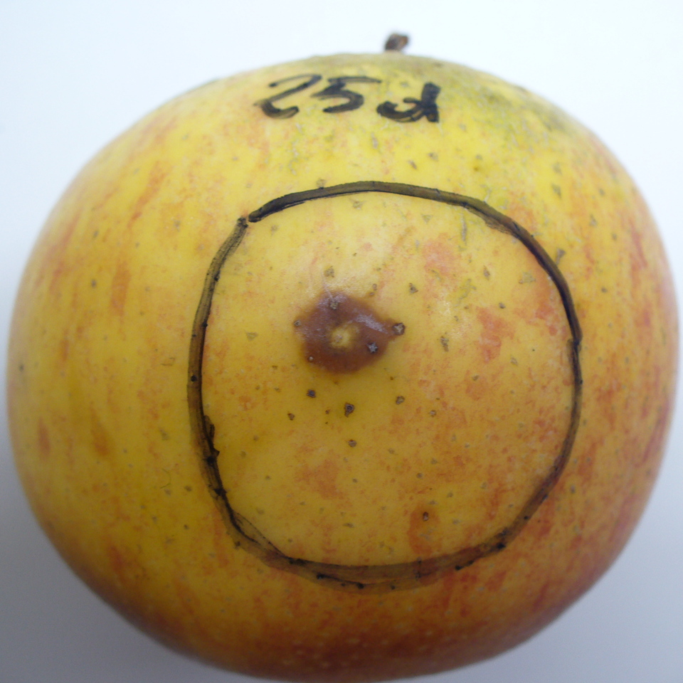 Fruto com lesão circular marrom-amarelada com centro amarelo, causada por <i>Neofabraea</i> sp.