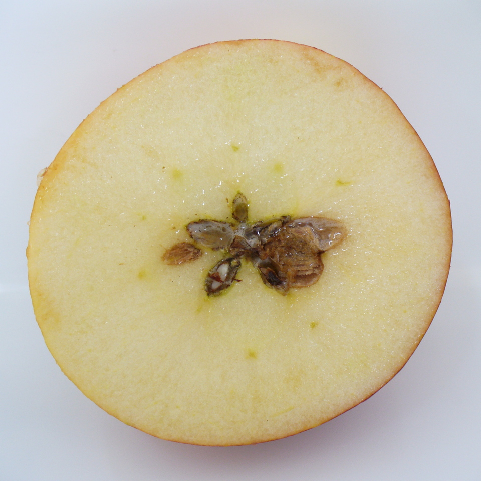 Fruto com podridão seca, com aspecto corticoso, na região do carpelo