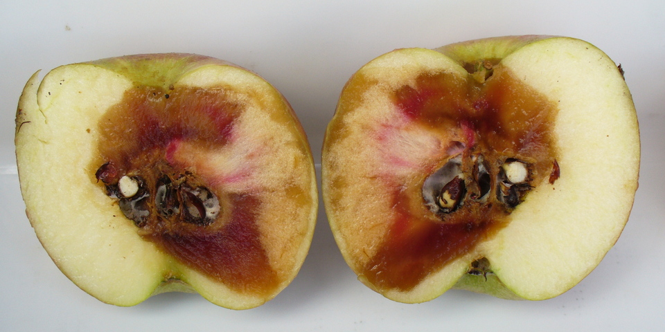 Fruto com podridão aquosa de cor marrom avermelhada, que inicia na região do carpelo e se estende pela polpa