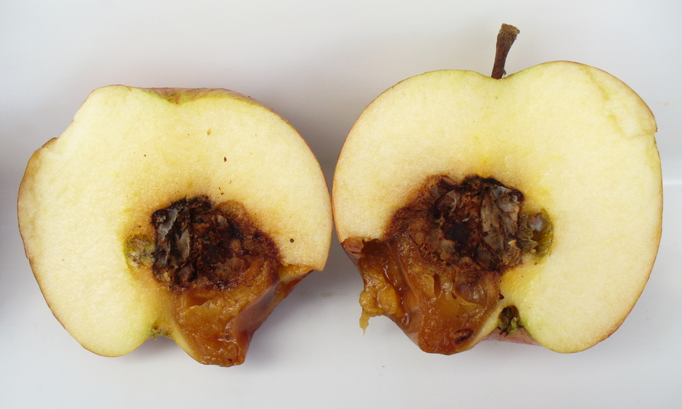 Fruto com podridão aquosa de cor marrom amarelada, que inicia na região do carpelo e se estende pela polpa