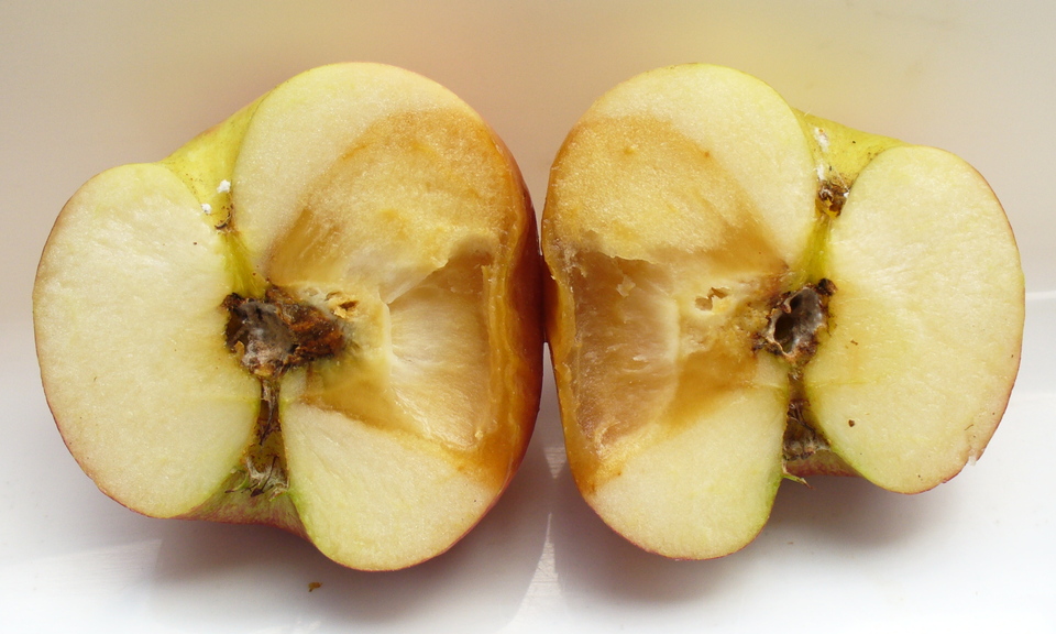 Fruto com podridão seca, com aspecto corticoso, que inicia na região do carpelo e se estende pela polpa