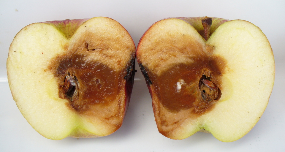 Fruto com podridão aquosa de cor marrom, que inicia na região do carpelo e se estende pela polpa