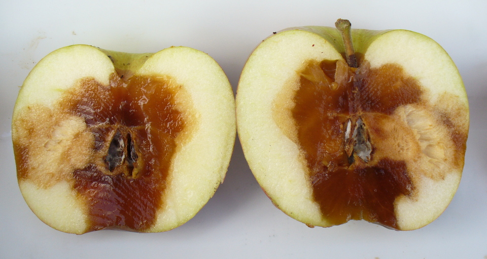 Fruto com podridão aquosa de cor marrom, que inicia na região do carpelo e se estende pela polpa