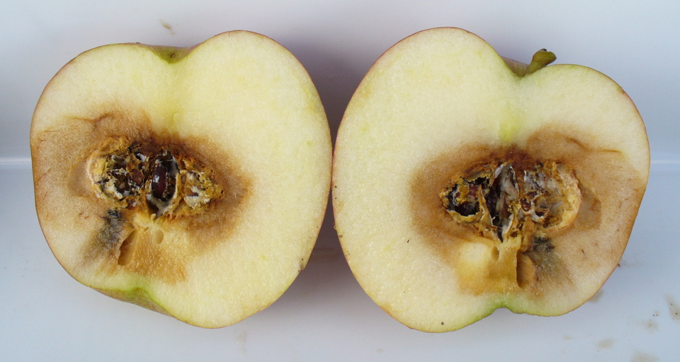 Fruto com podridão seca, com aspecto corticoso, que inicia na região do carpelo e se estende pela polpa