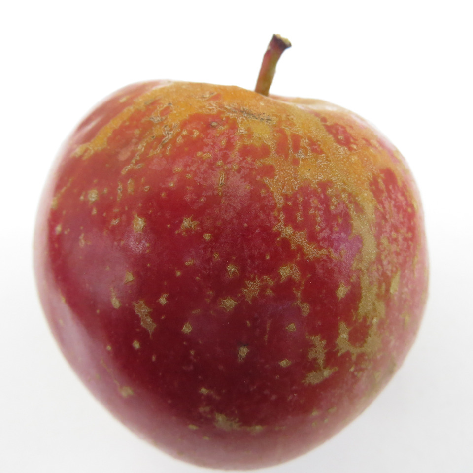 Fruto de macieira cv. Fuji com sintomas de russeting, caracterizada por uma camada de cortiça formada entre as células da epiderme e que dá um aspecto de rugosidade, ferruginoso e sem brilho à superfície do fruto