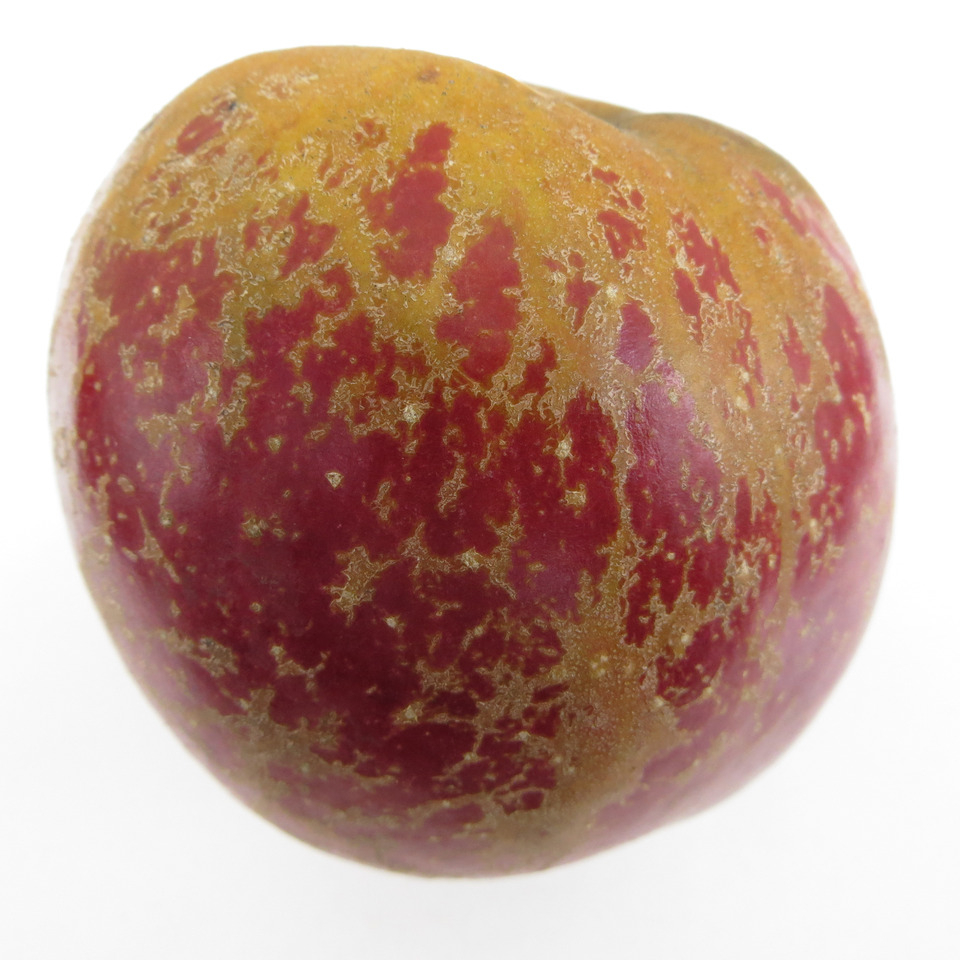 Fruto de macieira cv. Fuji com sintomas de russeting, caracterizada por uma camada de cortiça formada entre as células da epiderme e que dá um aspecto de rugosidade, ferruginoso e sem brilho à superfície do fruto