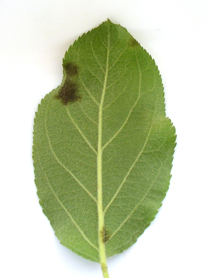 Folha com mancha escura, causada por <i>Venturia inaequalis</i>