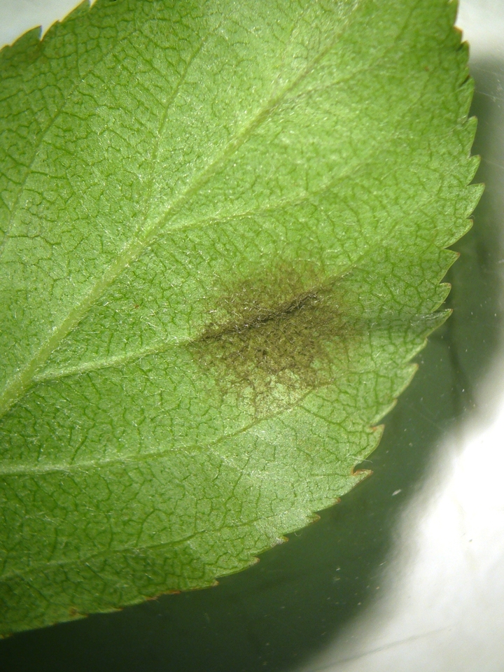 Folha com mancha escura, com aspecto de veludo, causada por <i>Venturia inaequalis</i>