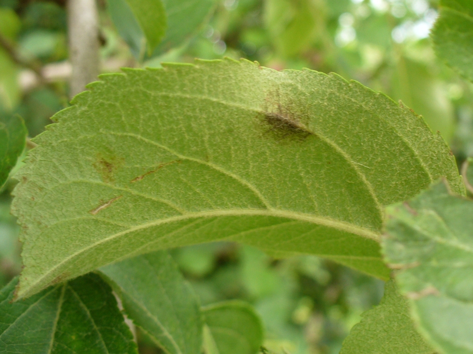 Folha com mancha escura, causada por <i>Venturia inaequalis</i>