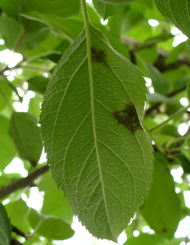 Folha com mancha escura, causada por <i>Venturia inaequalis</i>