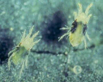 Adultos do ácaro-rajado sobre folha de morangueiro