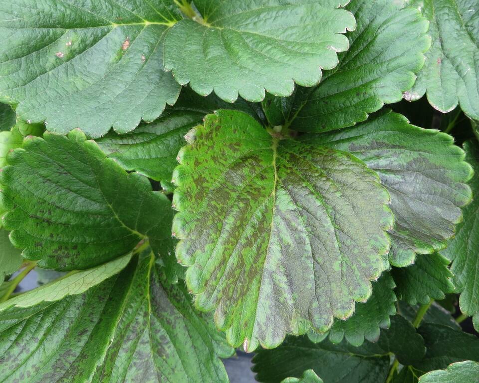 Folhas de morangueiro com manchas necróticas causadas por fitotoxicidade de agroquímicos