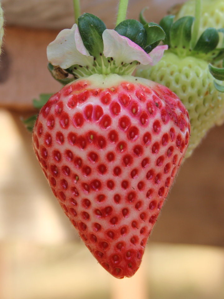 Albinismo em frutos de morangueiro