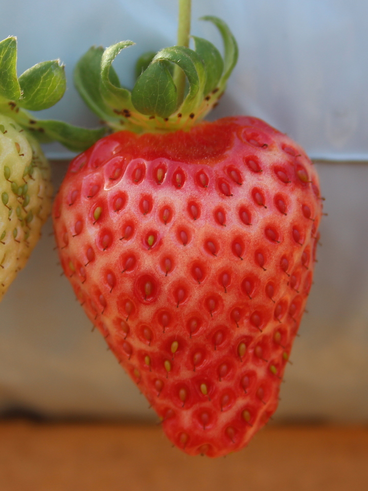 Albinismo em frutos de morangueiro