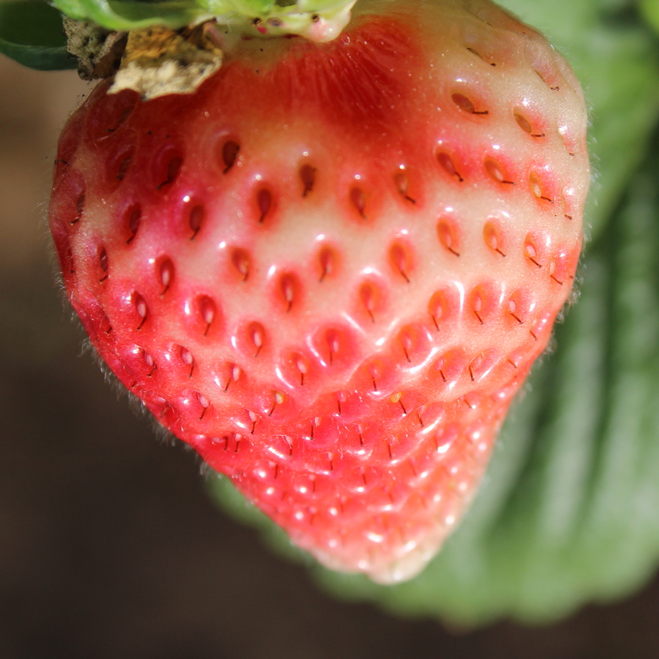 Albinismo em frutos de morangueiro