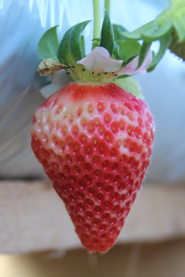 Albinismo em frutos de morangueiro