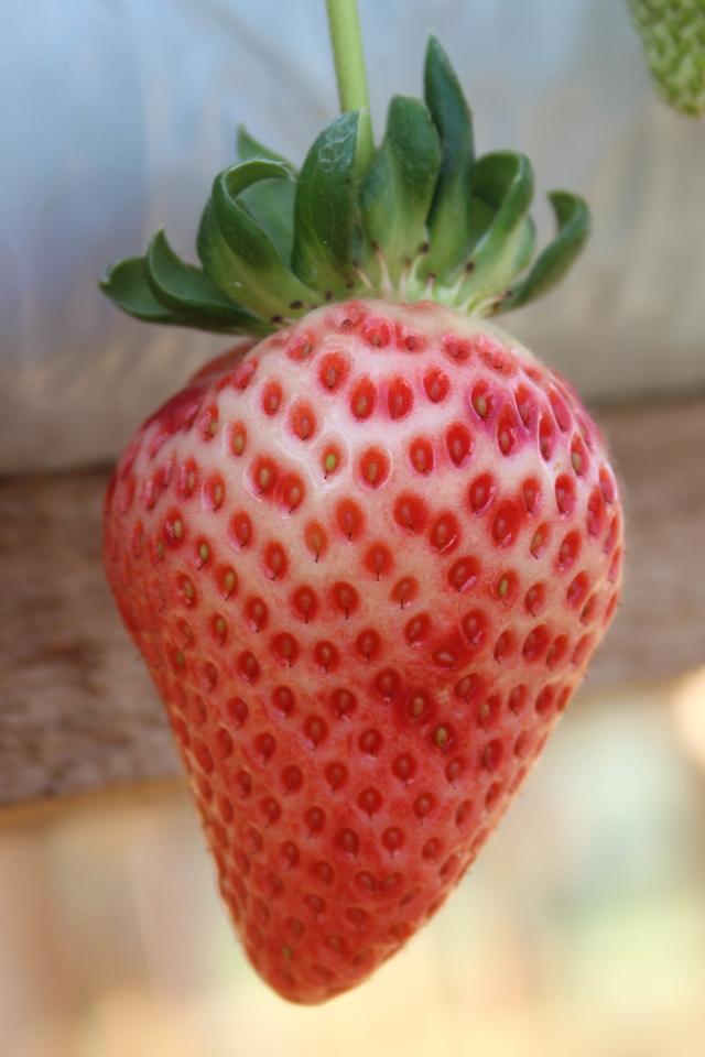 Albinismo em frutos de morangueiro
