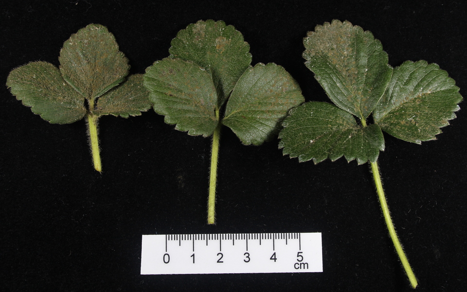 Folhas de morangueiro com crescimento de <i>Cladosporium</i> sp. na superfície
