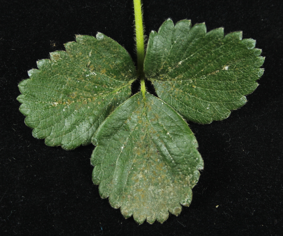 Folha de morangueiro com crescimento de <i>Cladosporium</i> sp. na face superior