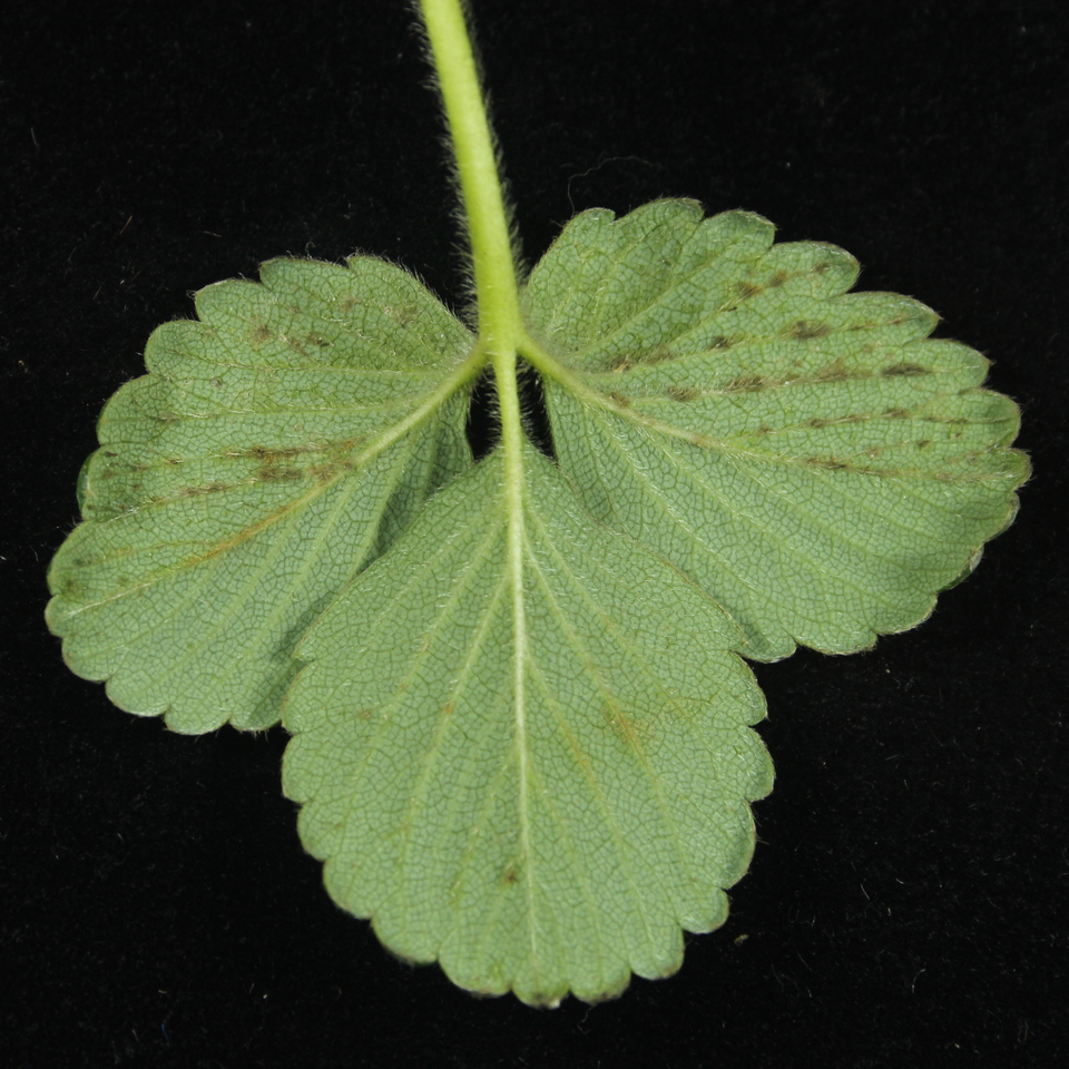 Folha de morangueiro com crescimento de <i>Cladosporium</i> sp. na face inferior