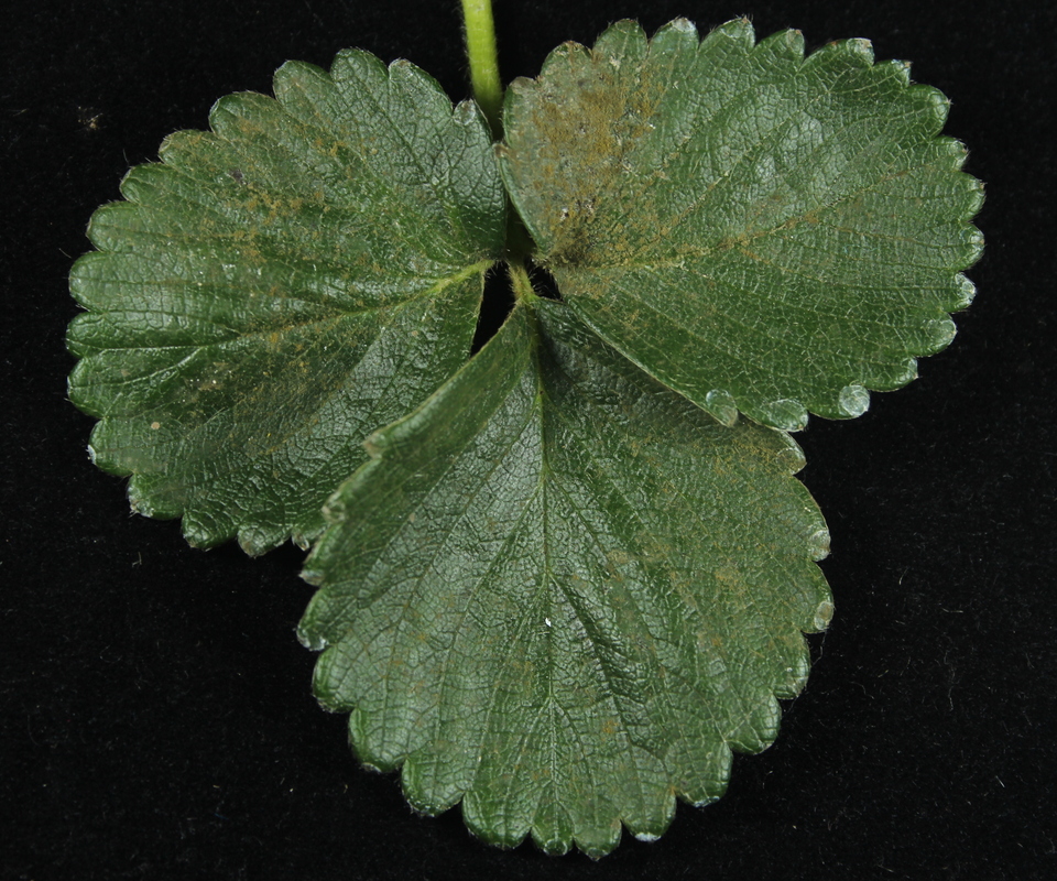 Folha de morangueiro com crescimento de <i>Cladosporium</i> sp. na face superior