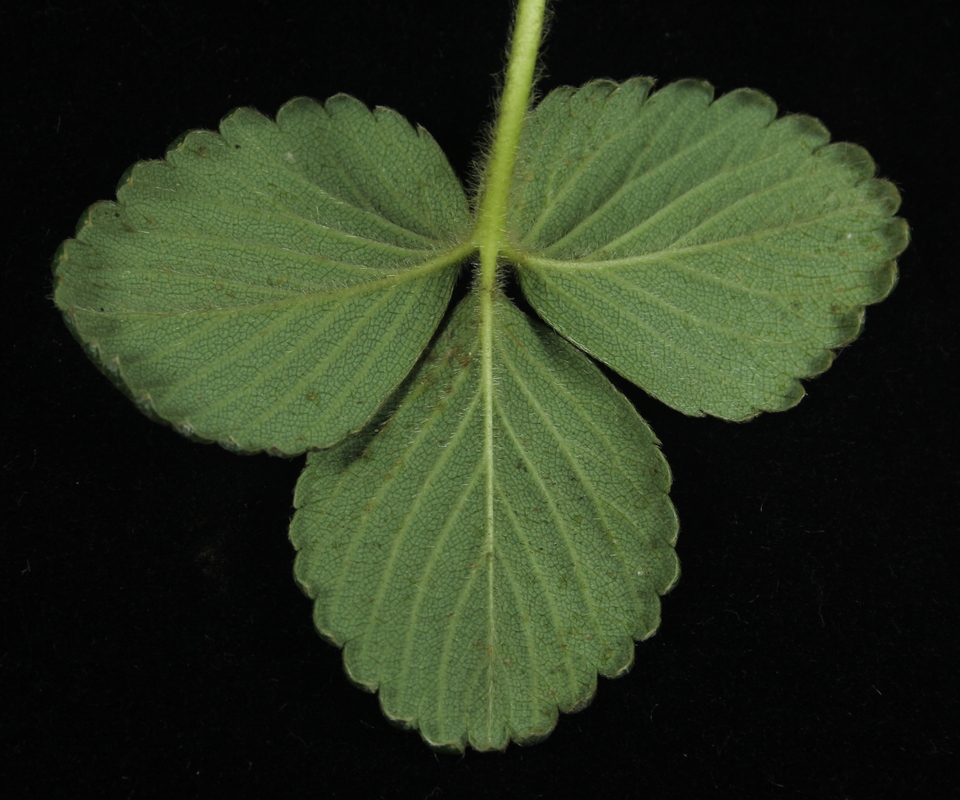 Folha de morangueiro com crescimento de <i>Cladosporium</i> sp. na face inferior