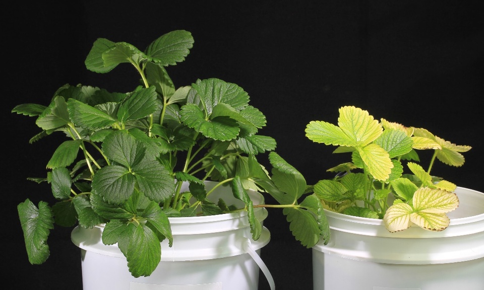 Planta de morangueiro normal (esquerda), cultivada em solução nutritiva completa, e planta com clorose severa e porte significativamente reduzido (direita), cultivada em solução nutritiva com omissão de ferro