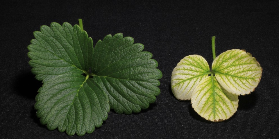 Folha de morangueiro normal (esquerda), cultivada em solução nutritiva completa, e folha com clorose severa e tamanho reduzido (direita), cultivada em solução nutritiva com omissão de ferro