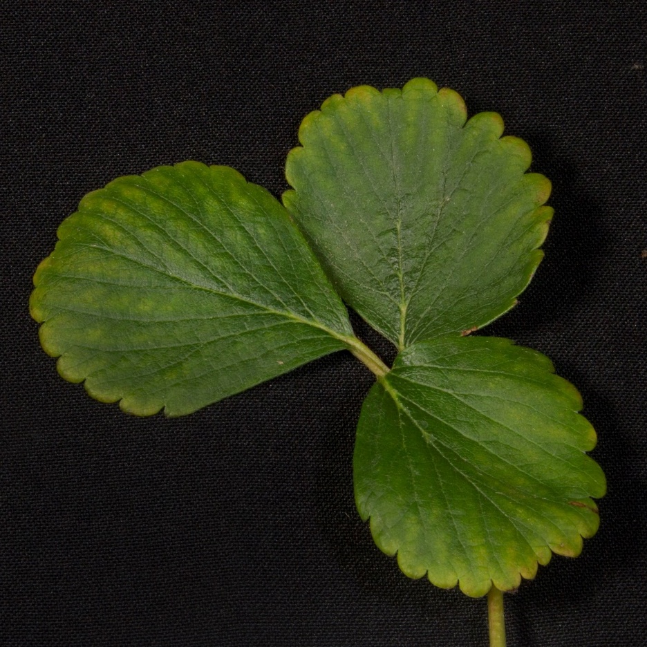 Folha de morangueiro com clorose em estágio intermediário, de planta cultivada em solução nutritiva com omissão de ferro