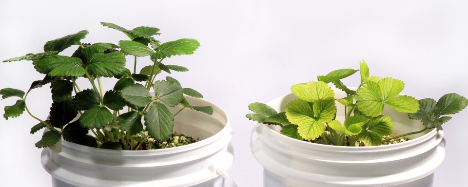 Planta de morangueiro normal (esquerda), cultivada em solução nutritiva completa, e planta com clorose severa e porte significativamente reduzido (direita), cultivada em solução nutritiva com omissão de ferro
