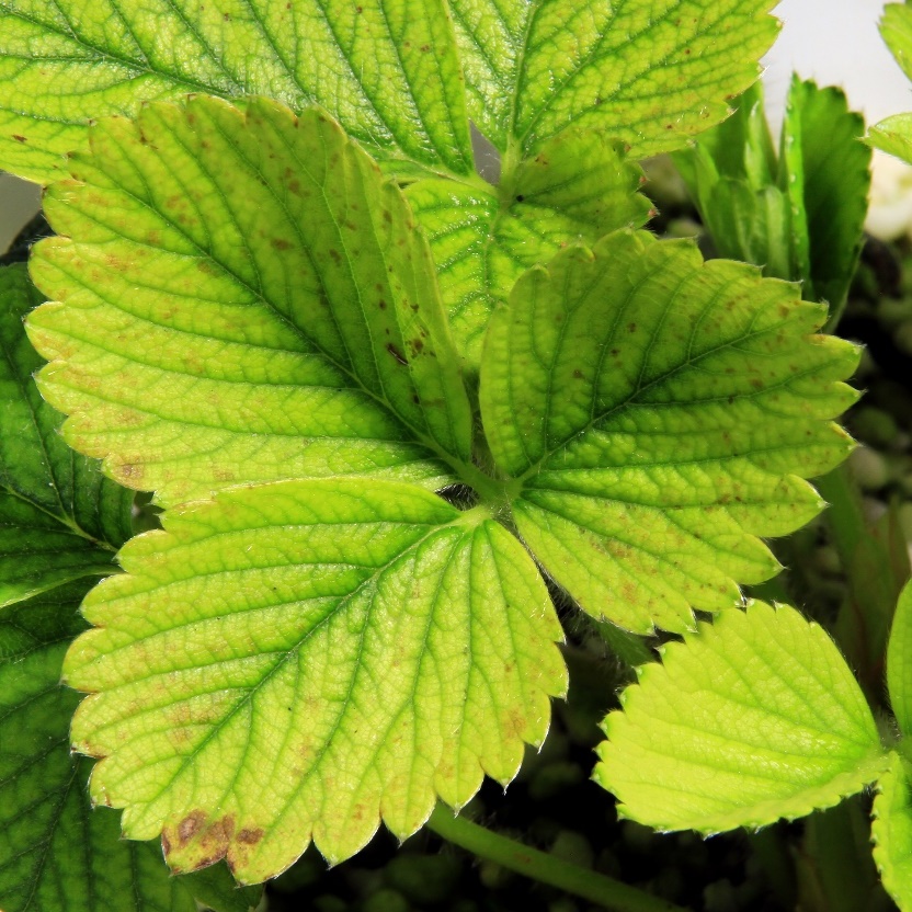 Folhas de morangueiro apresentando clorose severa entre as nervuras, em planta cultivada em solução nutritiva com omissão de ferro