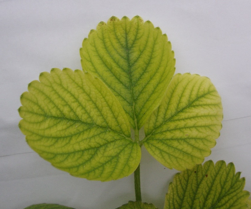 Folha de morangueiro apresentando clorose severa entre as nervuras, em planta cultivada em solução nutritiva com omissão de ferro