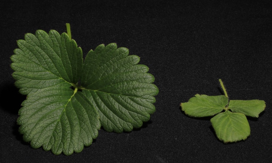 Folha de morangueiro normal (esquerda), cultivada em solução nutritiva completa, e folha com tamanho reduzido (direita), cultivada em solução nutritiva com omissão de magnésio