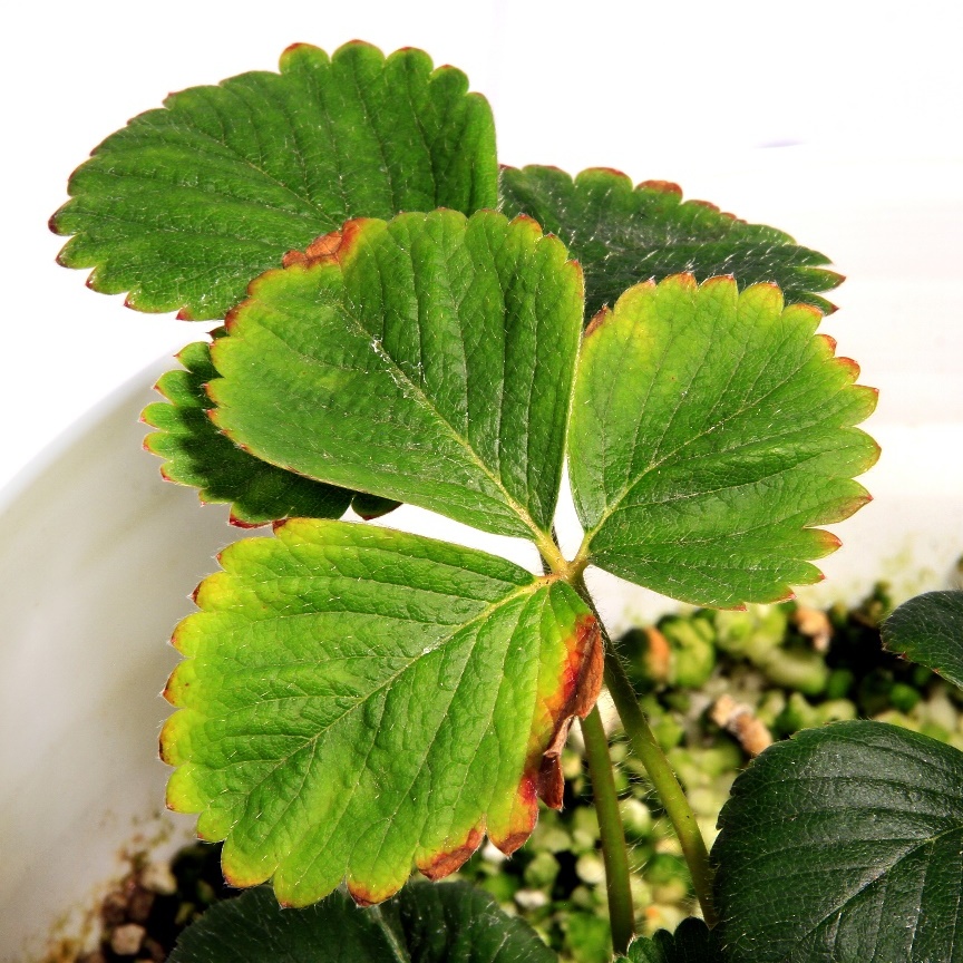 Folha de morangueiro com necrose nas bordas e clorose irregular, de planta cultivada em solução nutritiva com omissão de magnésio