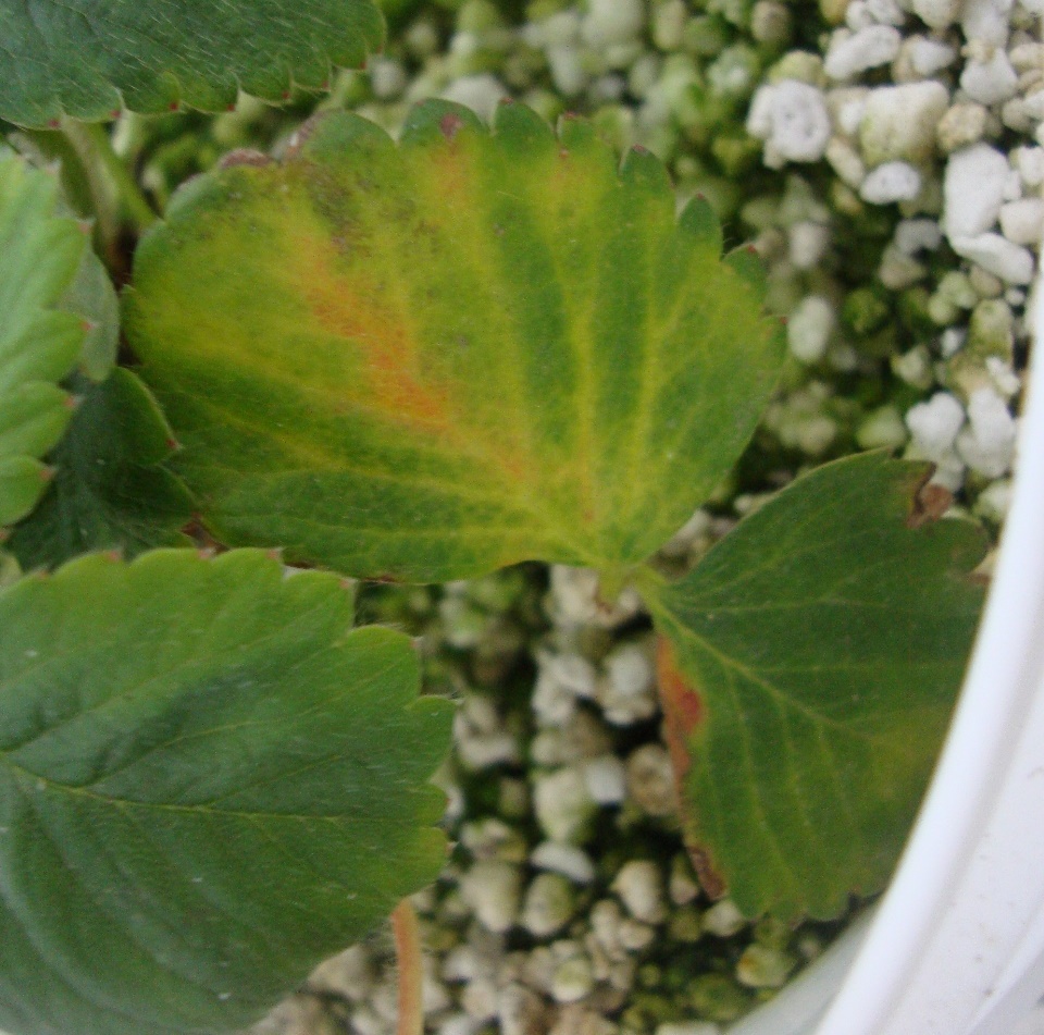 Folha de morangueiro com clorose nas nervuras progredindo do centro para as bordas da folha, de planta cultivada em solução nutritiva com omissão de magnésio
