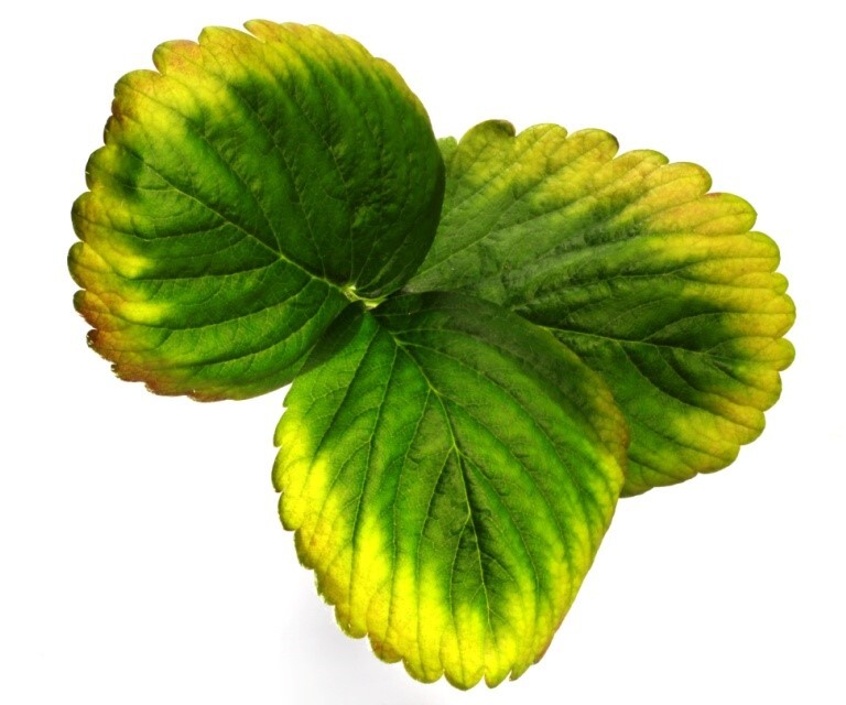 Folha de morangueiro com clorose intensa nas bordas, de planta cultivada em solução nutritiva com omissão de magnésio