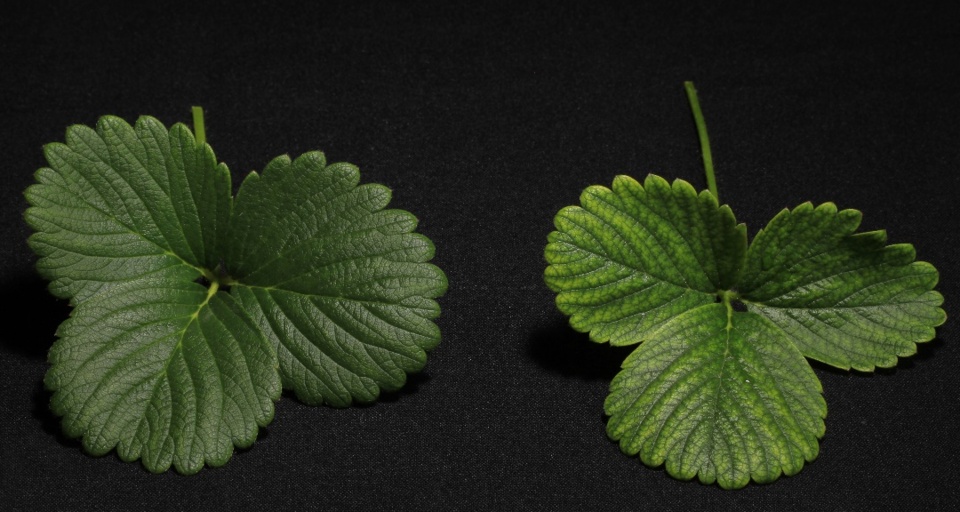 Folha de morangueiro normal (esquerda), cultivada em solução nutritiva completa, e folha com aspecto rugoso e clorose internerval (direita), cultivada em solução nutritiva com omissão de Manganês