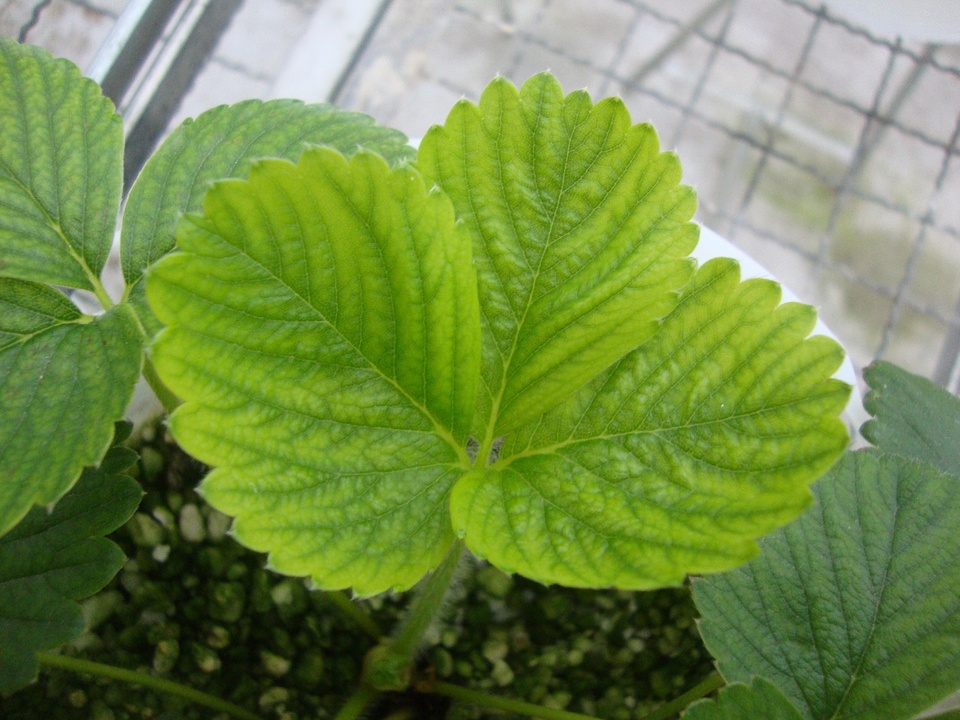 Folha de morangueiro com clorose internerval, de planta cultivada em solução nutritiva com omissão de Manganês