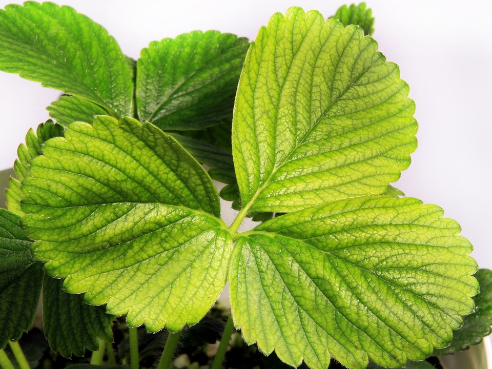 Folha de morangueiro com clorose internerval em função da deficiência de Manganês