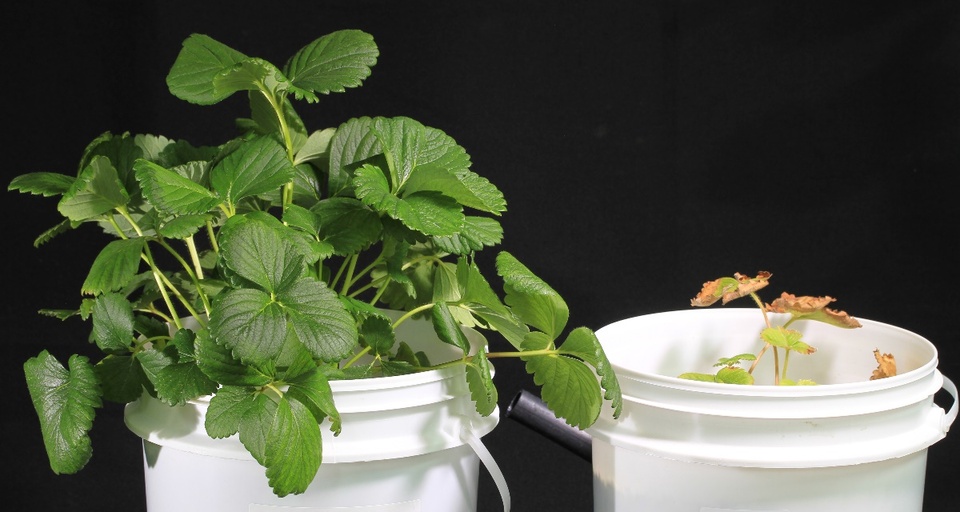 Planta de morangueiro normal (esquerda), cultivada em solução nutritiva completa, e planta com porte muito reduzido, clorose e necrose nas folhas (direita), cultivada em solução nutritiva com omissão de nitrogênio