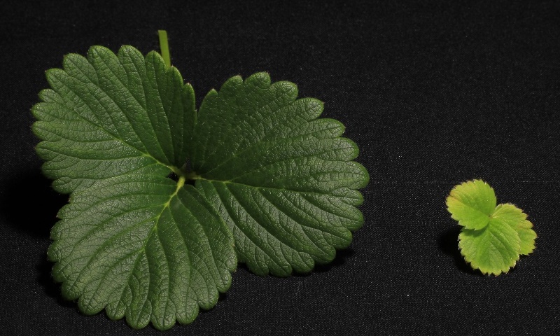 Folha de morangueiro normal (esquerda), cultivada em solução nutritiva completa, e folha com clorose e tamanho reduzido (direita), cultivada em solução nutritiva com omissão de nitrogênio