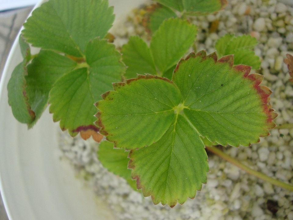 Folha de morangueiro com clorose no limbo foliar e avermelhamento severo seguido de necrose nas bordas, cultivadas em solução nutritiva com omissão de nitrogênio