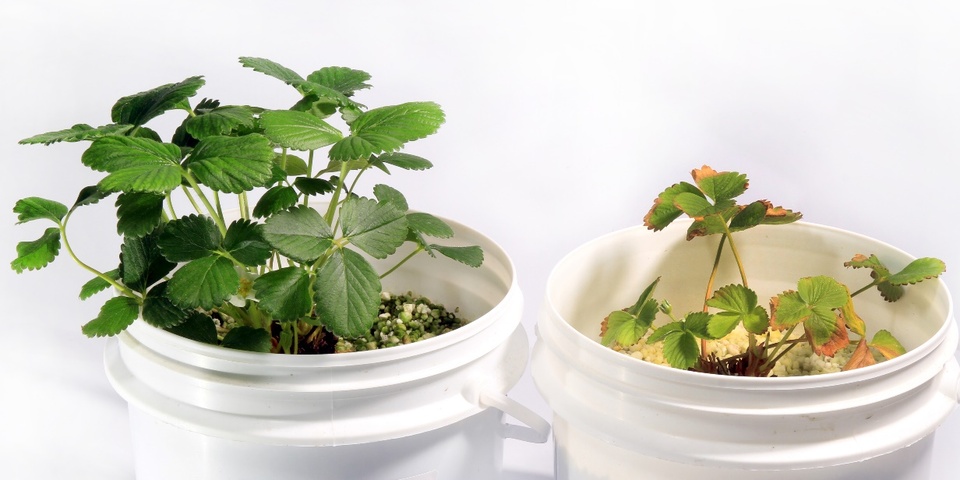 Planta de morangueiro normal (esquerda), cultivada em solução nutritiva completa, e planta com severa redução de tamanho da planta e das folhas, com clorose generalizada seguida de necrose nas bordas das folhas (direita), cultivada em solução nutritiva com omissão de nitrogênio