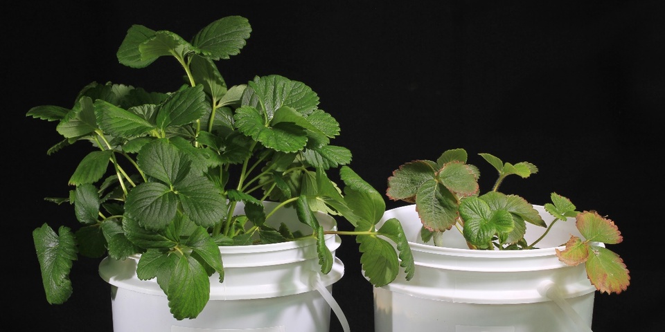 Planta de morangueiro normal (esquerda), cultivada em solução nutritiva completa, e planta com porte reduzido e folhas com bordas avermelhadas (direita), cultivada em solução nutritiva com omissão de fósforo