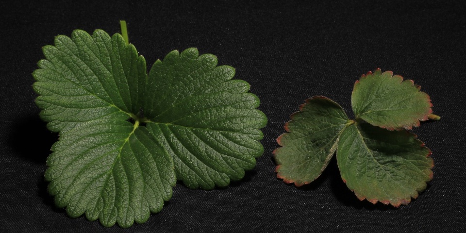 Folha de morangueiro normal (esquerda), cultivada em solução nutritiva completa, e folha com avermelhamento das bordas e tamanho reduzido (direita), cultivada em solução nutritiva com omissão de fósforo