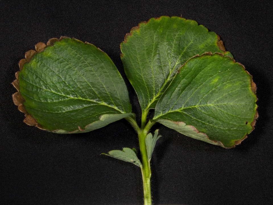 Folha de morangueiro com necrose avançada nas bordas, de planta cultivada em solução nutritiva com omissão de fósforo