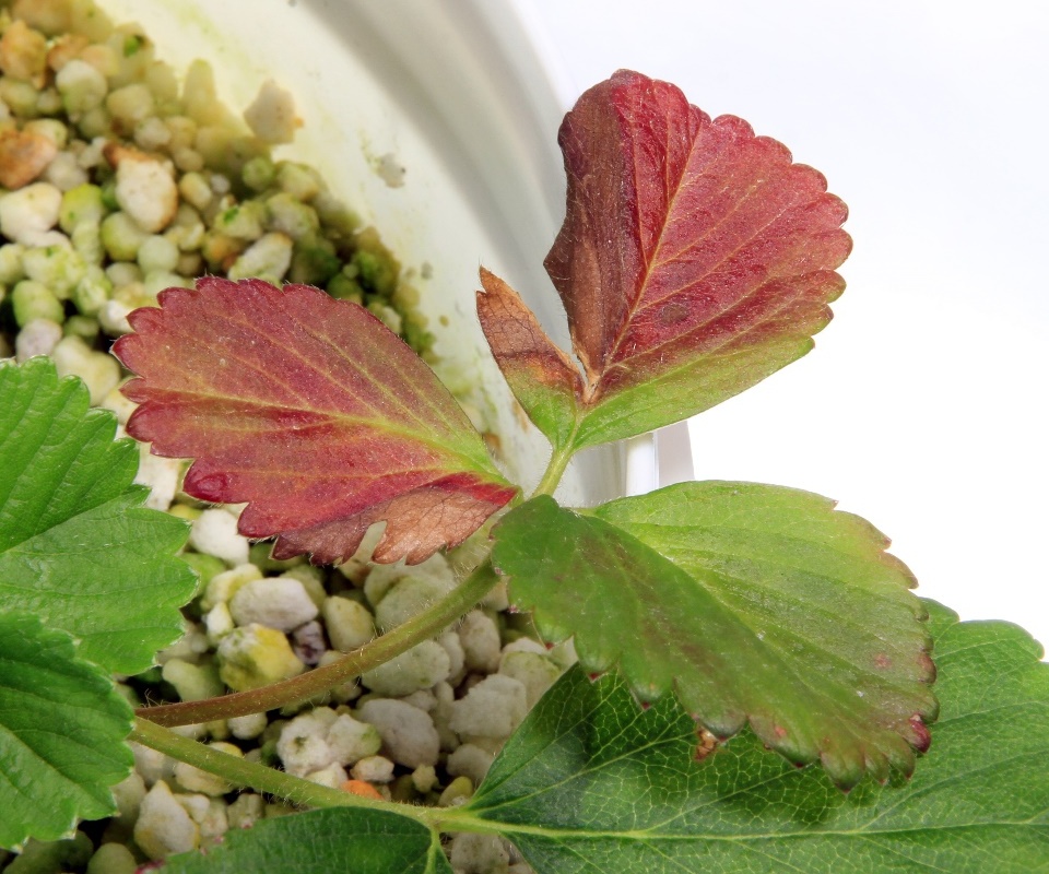 Folha com avermelhamento do limbo, aparecendo inicialmente nas folhas mais velhas, em função da deficiência de fósforo