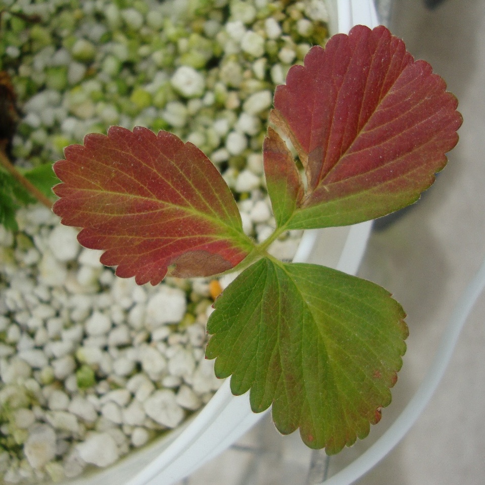 Folha com avermelhamento severo, de planta cultivada em solução nutritiva com omissão de fósforo