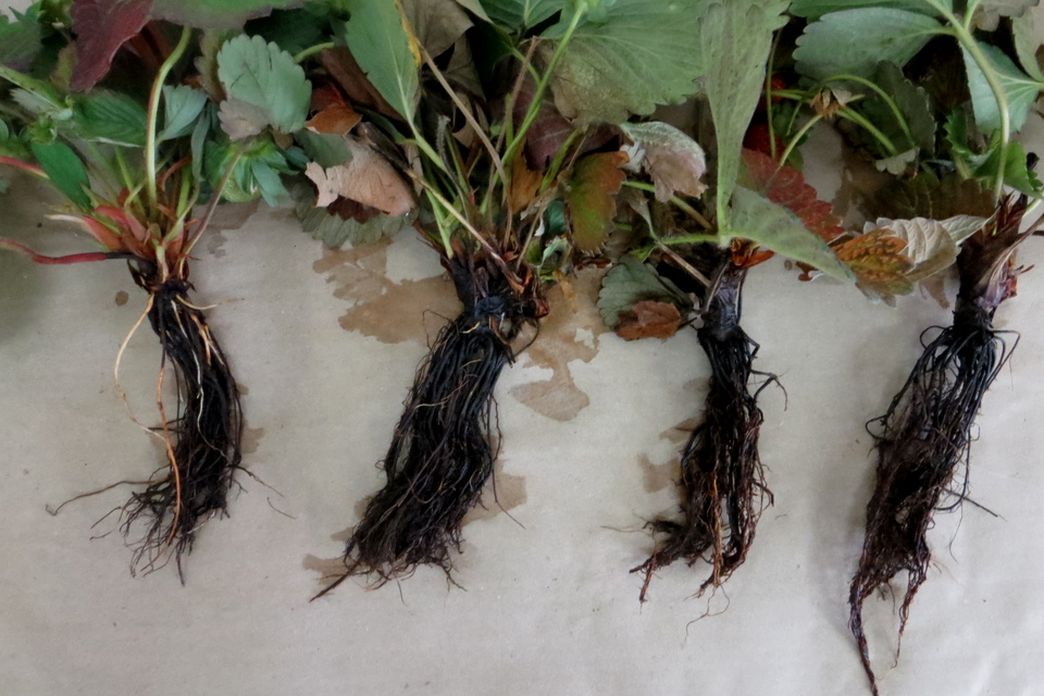 Plantas de morangueiro com raízes escuras ou mortas devido ao dano de encharcamento